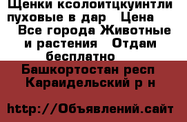 Щенки ксолоитцкуинтли пуховые в дар › Цена ­ 1 - Все города Животные и растения » Отдам бесплатно   . Башкортостан респ.,Караидельский р-н